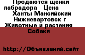 Продаются щенки лабрадора › Цена ­ 35 000 - Ханты-Мансийский, Нижневартовск г. Животные и растения » Собаки   